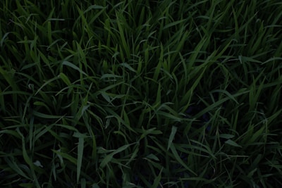 green grass field during daytime