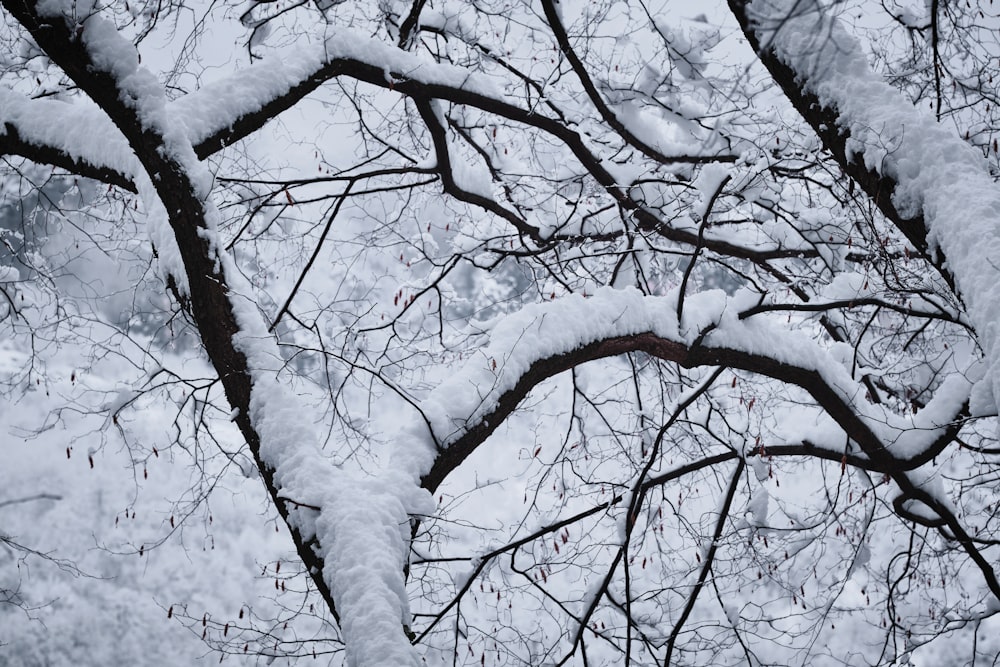 leafless tree covered with snow