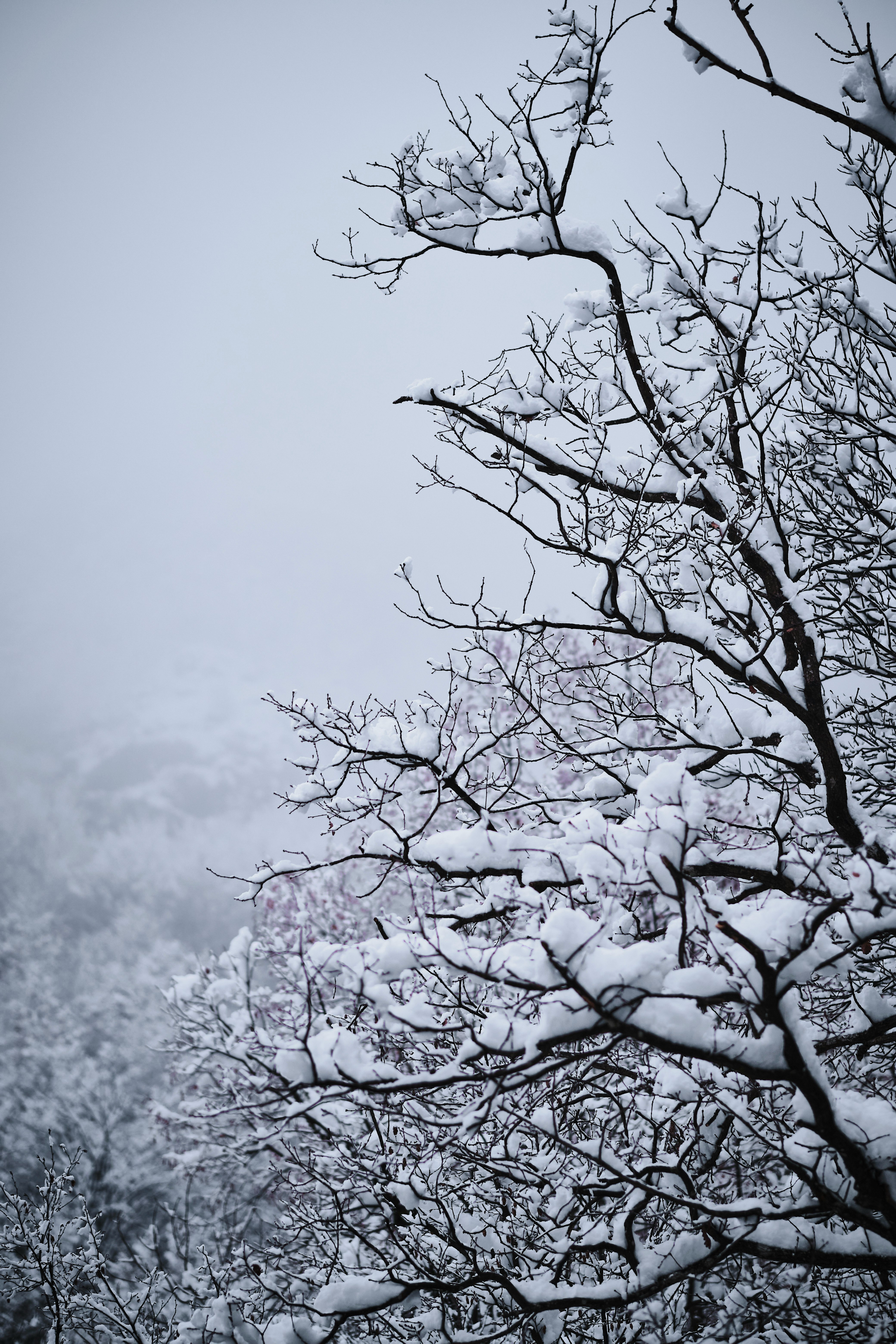 leafless tree covered with snow