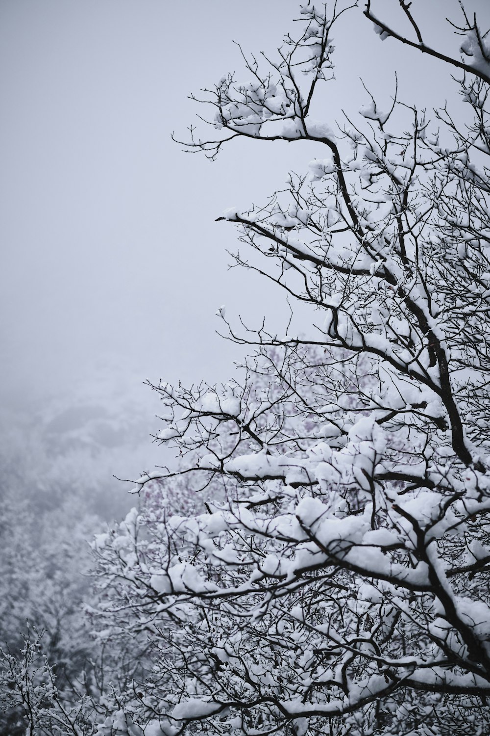 Árbol sin hojas cubierto de nieve