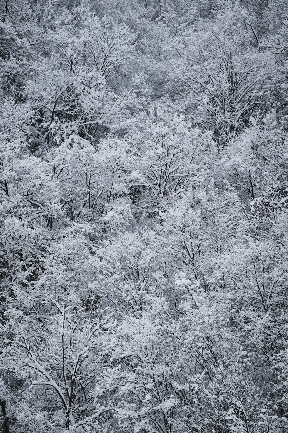 grayscale photo of trees covered with snow