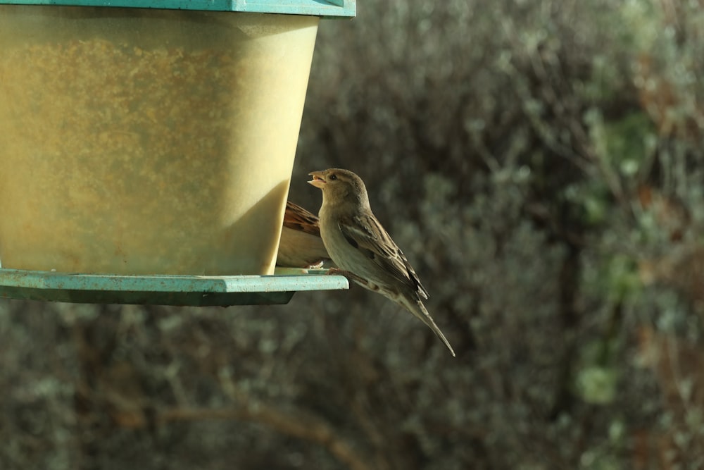 brown bird on blue bird feeder