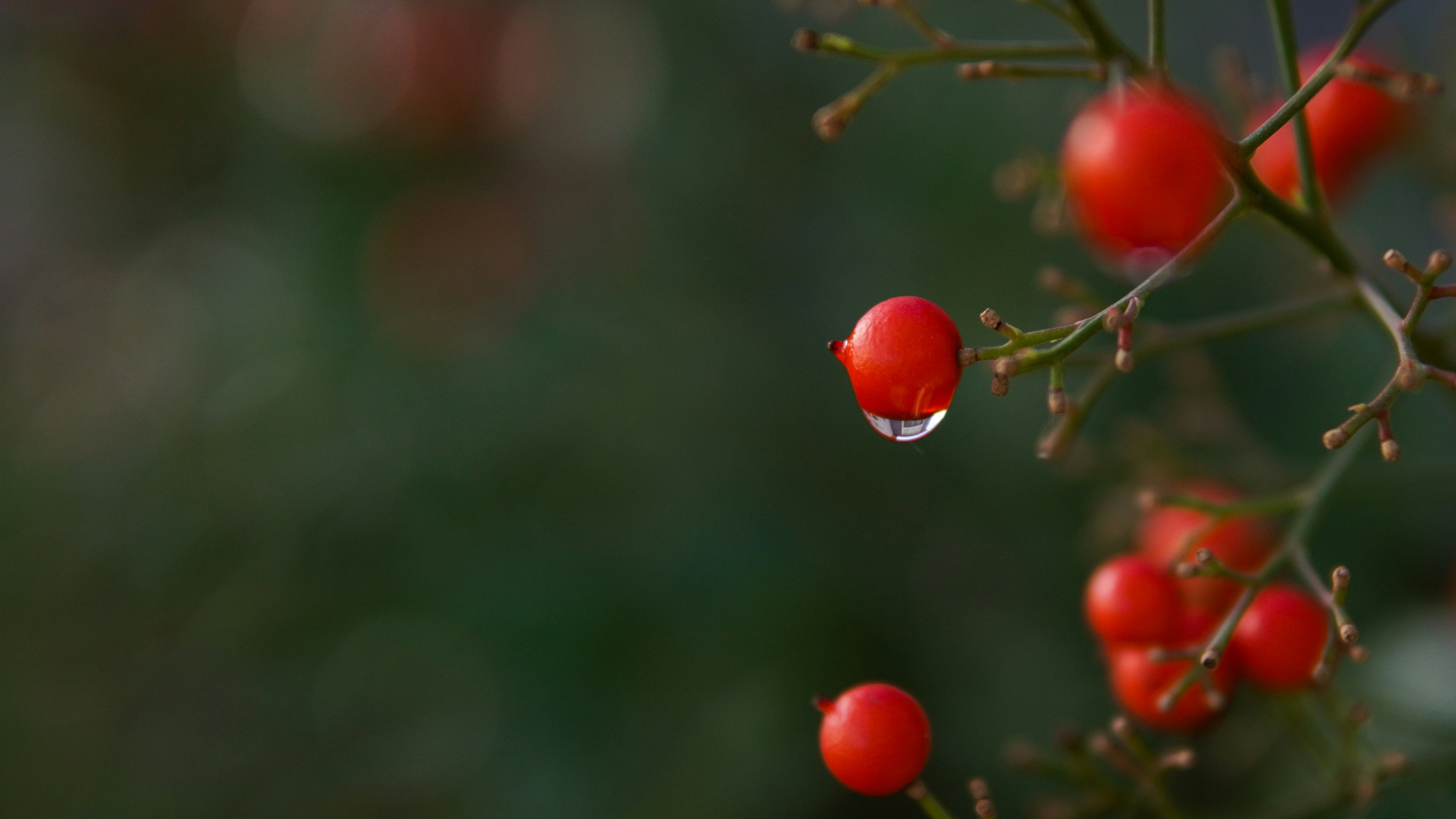 red round fruit in close up photography