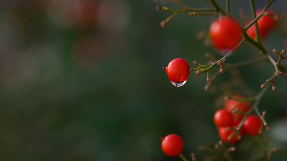 red round fruit in close up photography