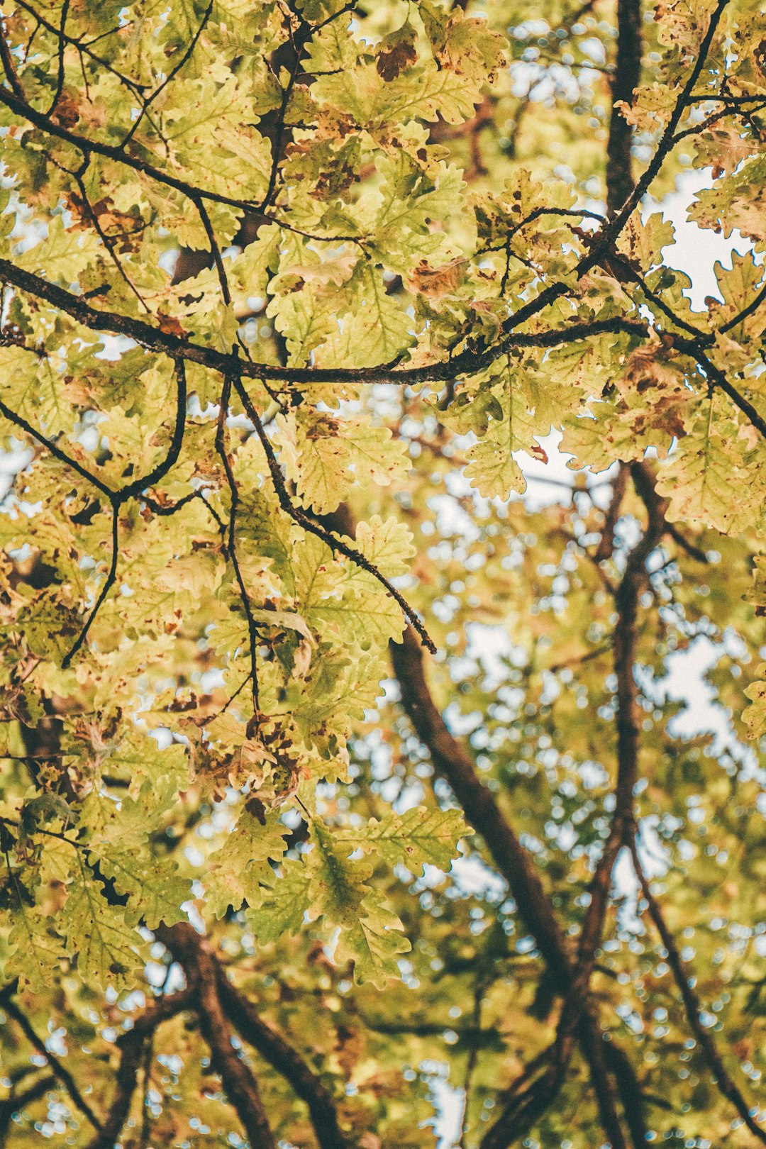 yellow leaves on tree branch during daytime