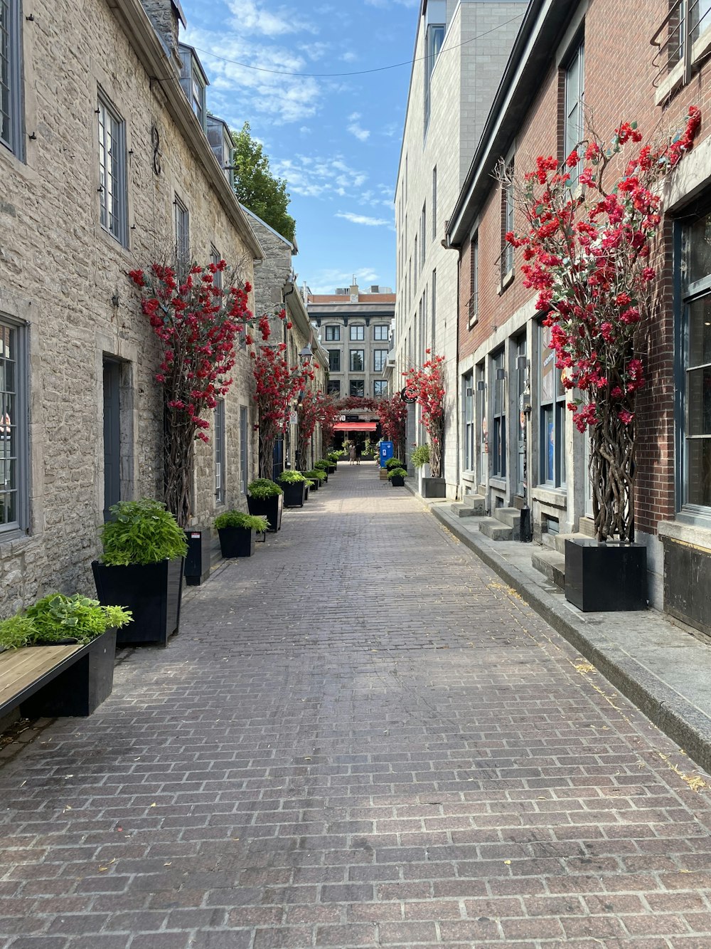 red flowers on gray concrete pathway