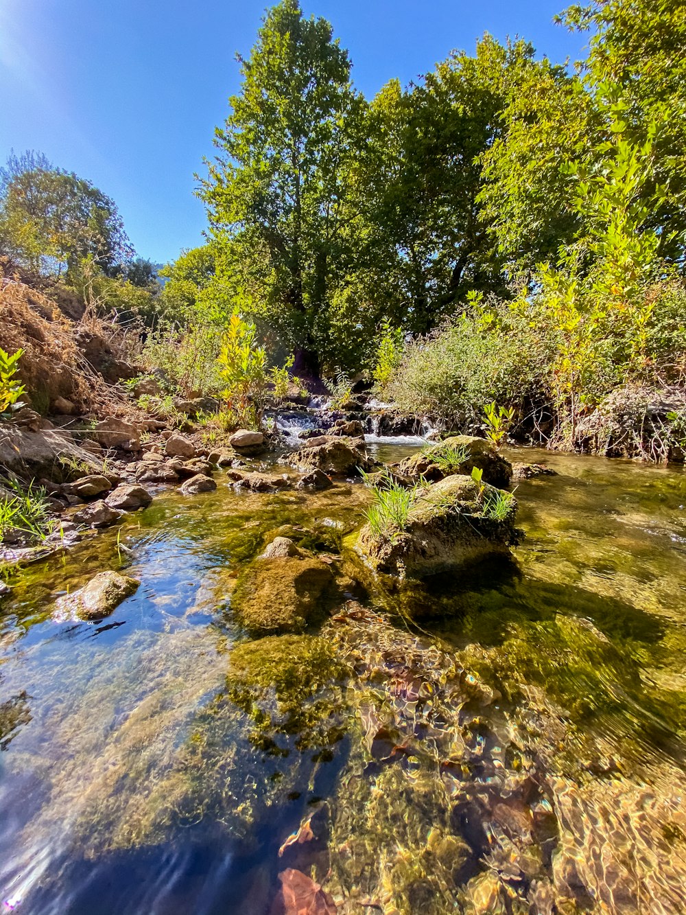 green trees and river during daytime