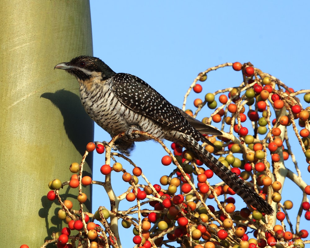 black and white bird on tree branch