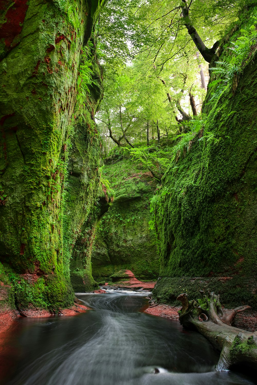 river in the middle of the forest