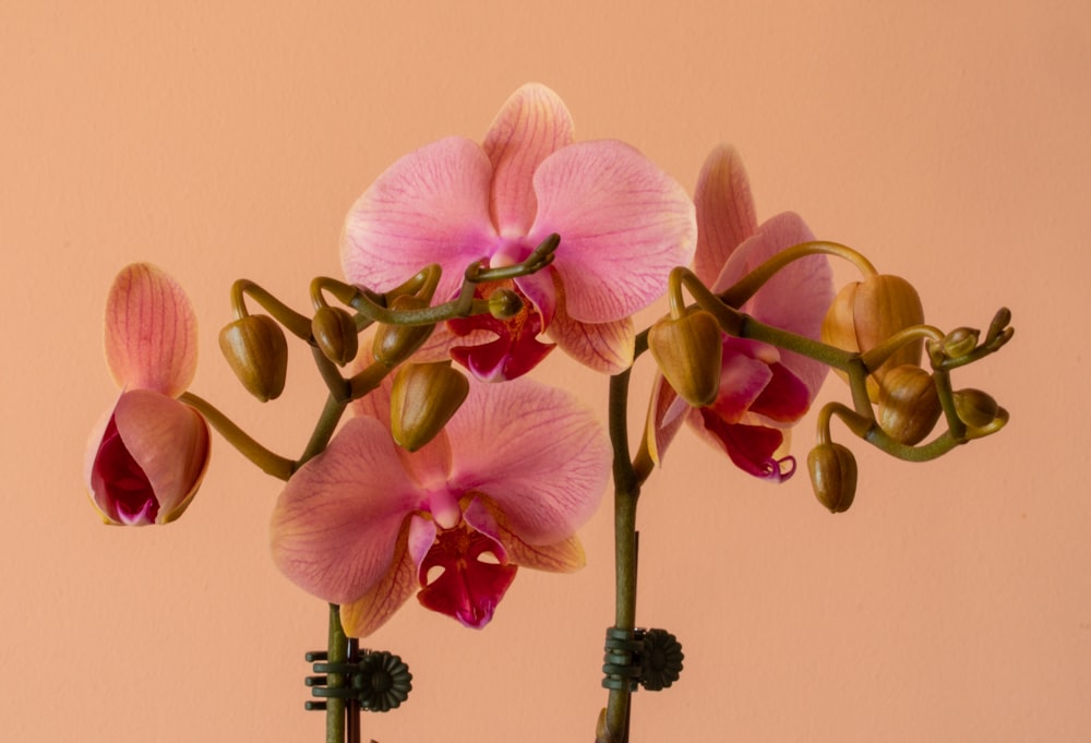 pink moth orchids in bloom