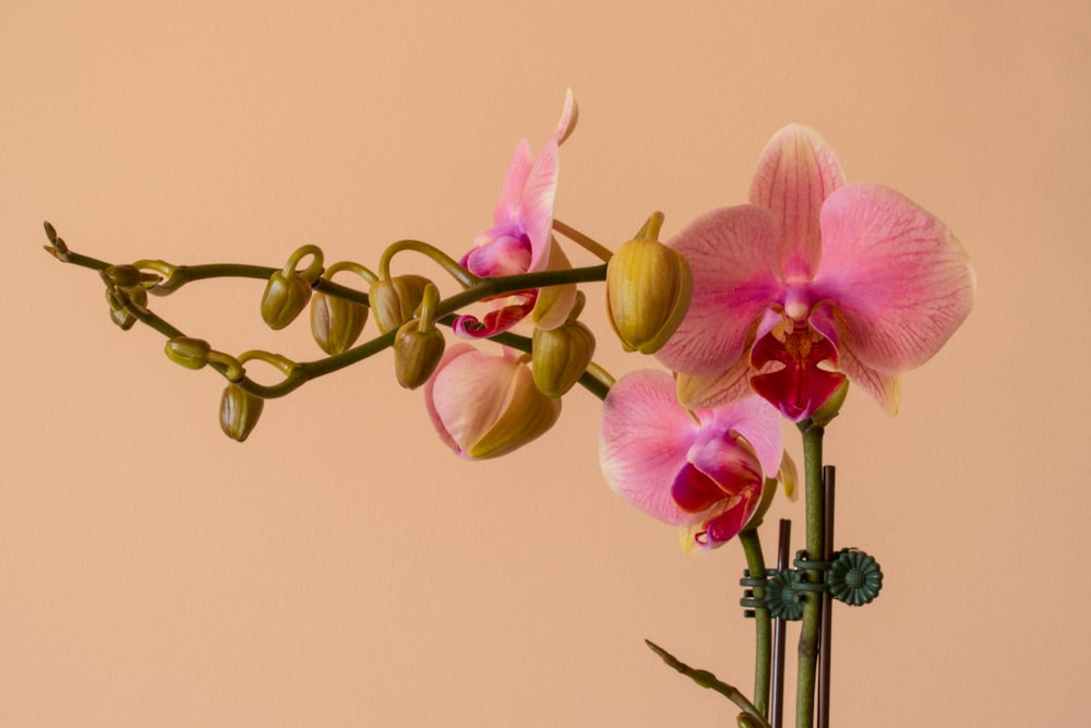 pink moth orchids in bloom