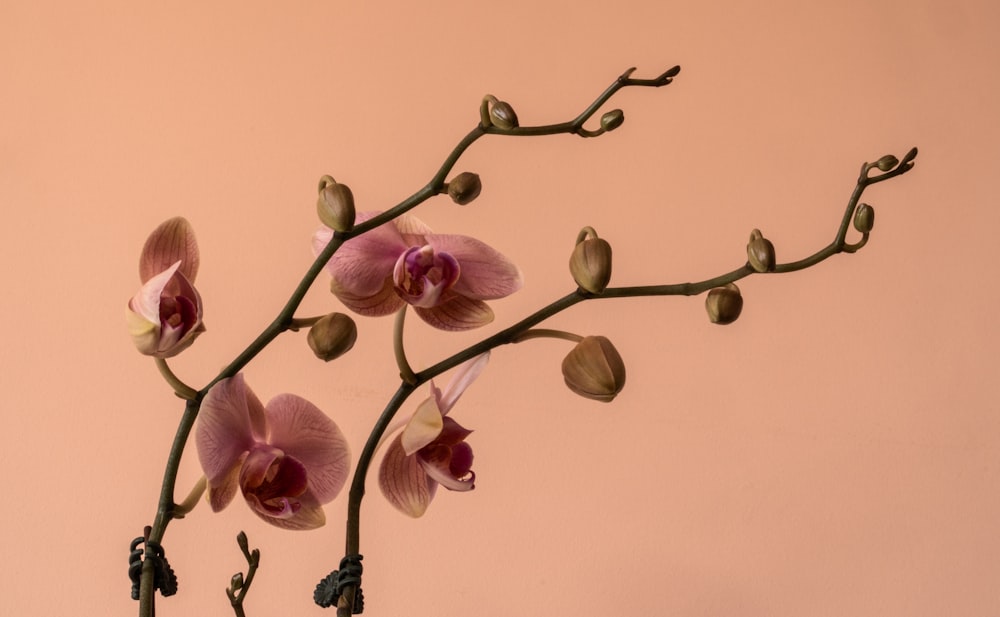 pink and white moth orchids in bloom close up photo