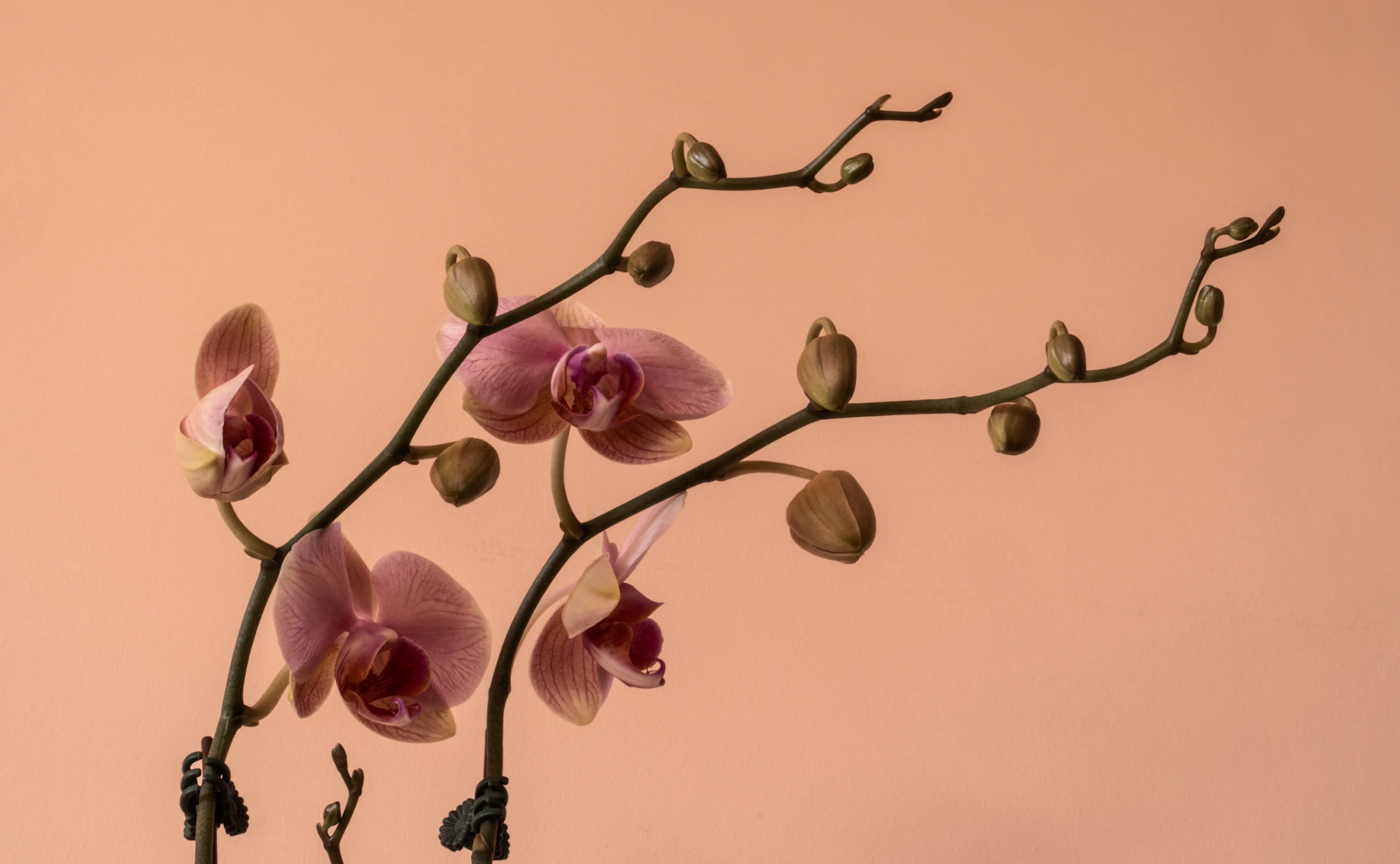 Two moth orchid flower spikes against a peach wall, with pink flowers open on the lower half and rows of unopened buds toward the tips