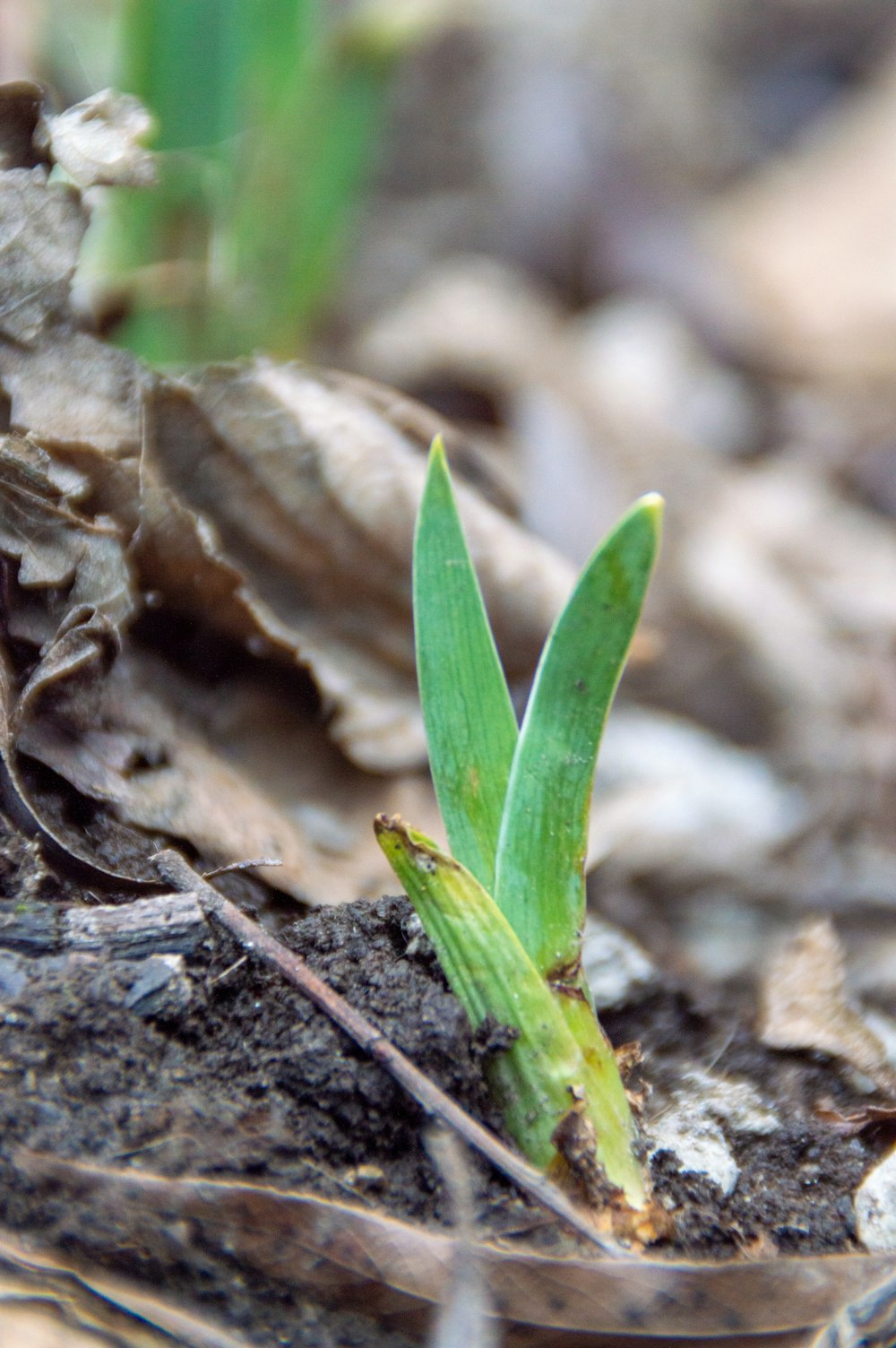 green leaf plant on brown dried leaves