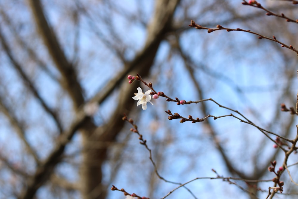 white cherry blossom in bloom during daytime