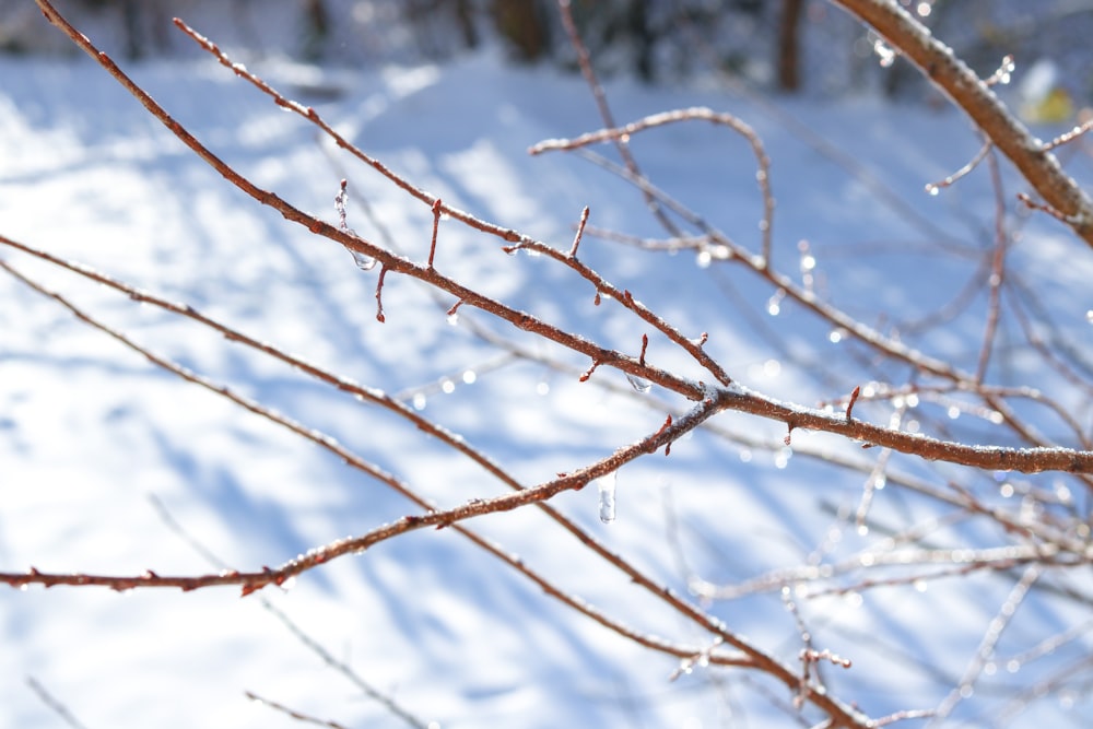 snow covered tree branches during daytime