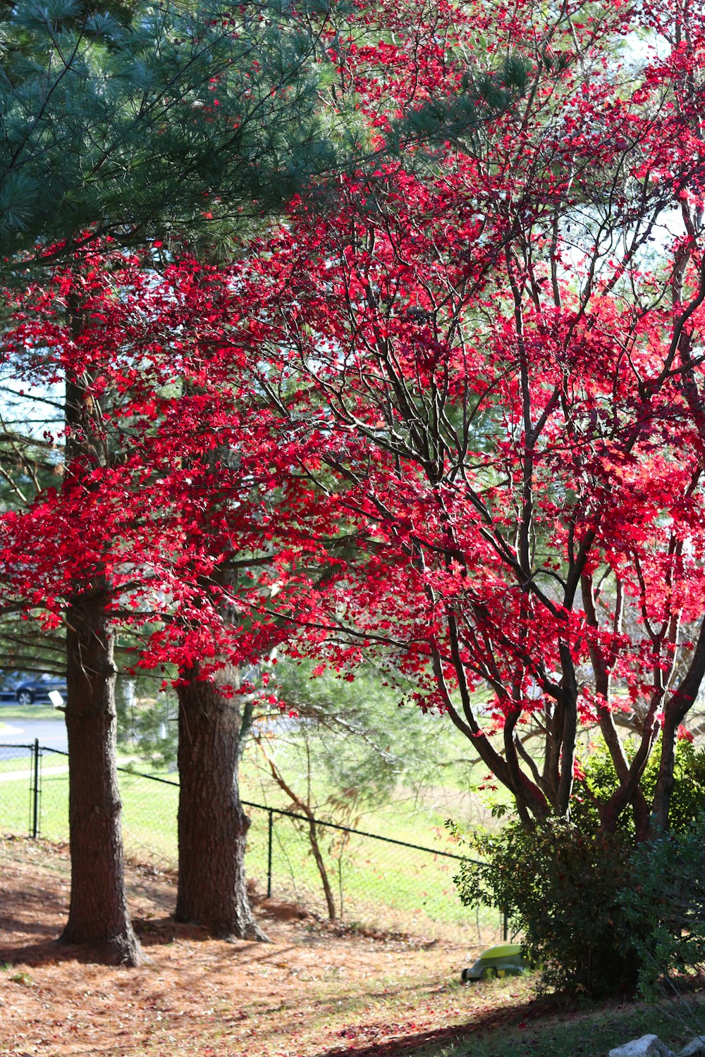 Arbre à feuilles rouges près de la route pendant la journée