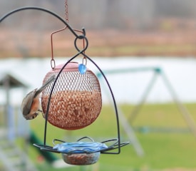 A bird is perched on a wire mesh bird feeder filled with nuts. The feeder is hanging outdoors and surrounded by a soft, blurred background of green grass and a white structure, possibly a bench or swing in the distance.