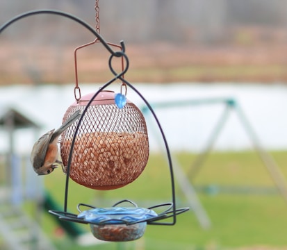 A bird is perched on a wire mesh bird feeder filled with nuts. The feeder is hanging outdoors and surrounded by a soft, blurred background of green grass and a white structure, possibly a bench or swing in the distance.