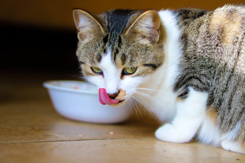 brown tabby cat on brown wooden table licking its lips after eating