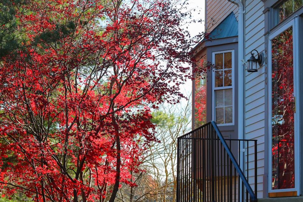 red leaf tree near blue wooden house during daytime