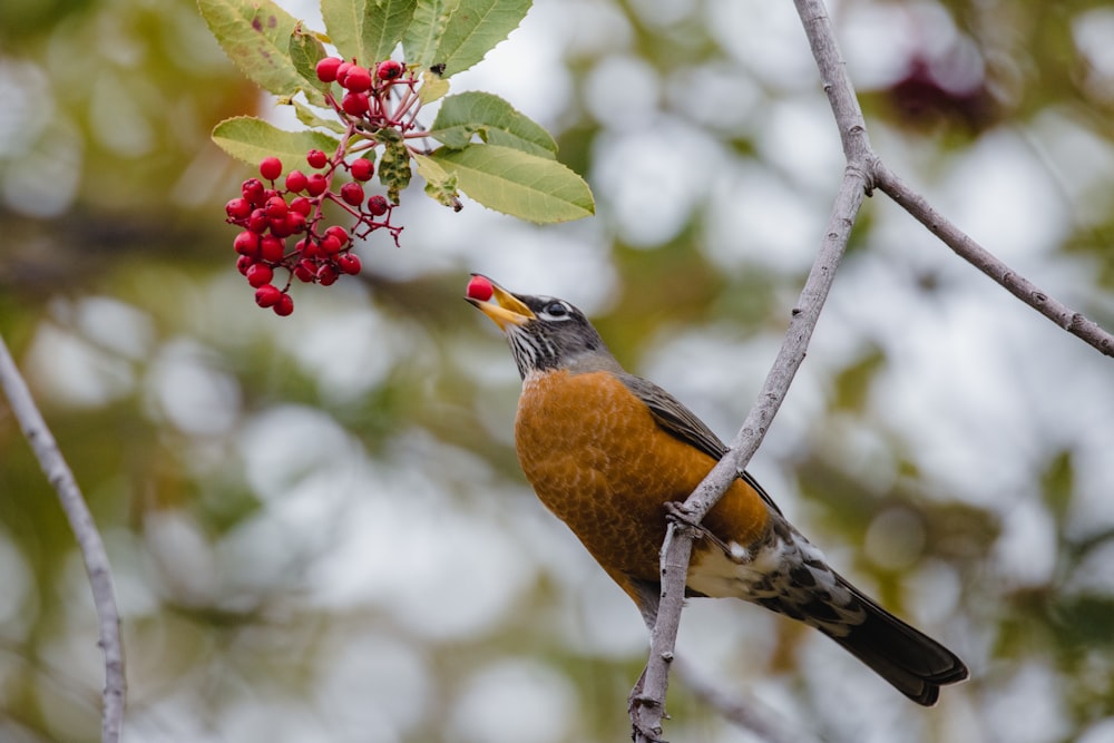 brown and black bird on tree branch