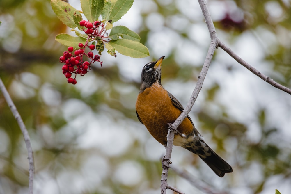 black and brown bird on tree branch during daytime