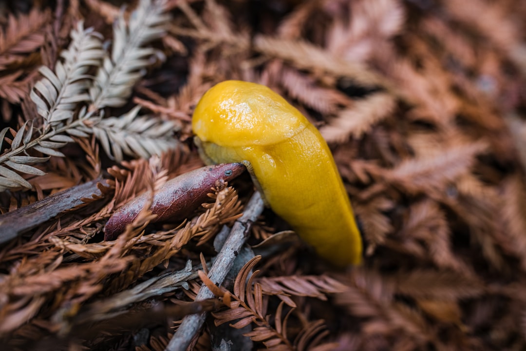 yellow chili pepper on brown dried leaves