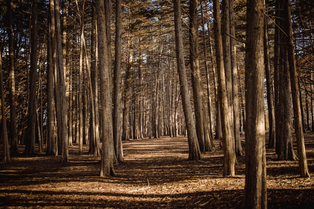 brown trees on brown dried leaves