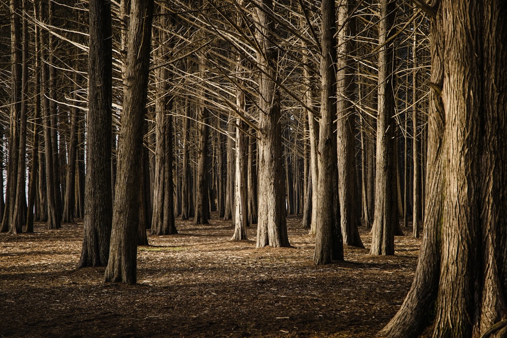 brown trees on brown grass field during daytime