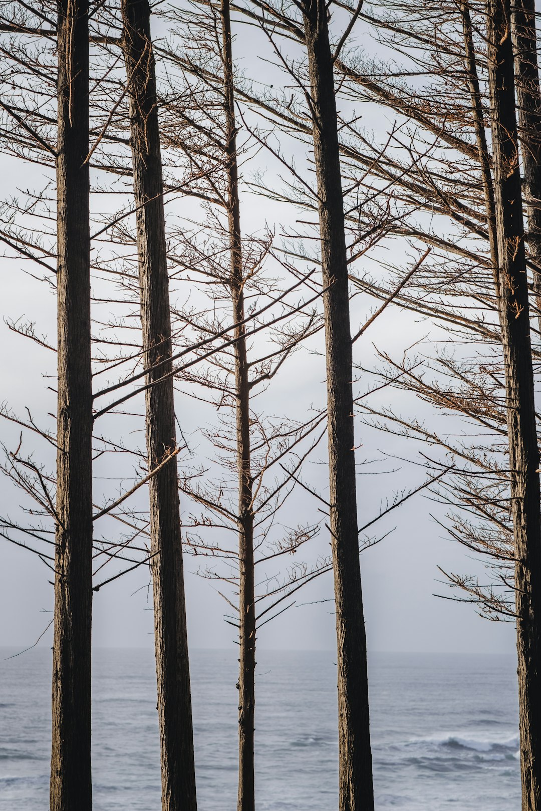 brown bare trees under blue sky during daytime