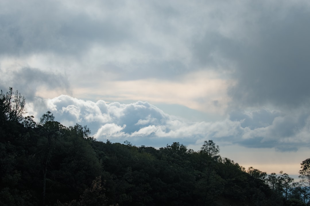 green trees under white clouds during daytime