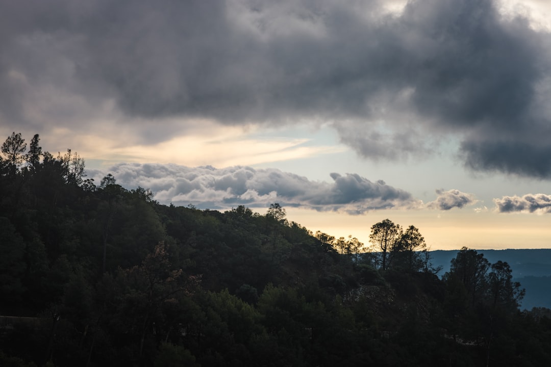 green trees under cloudy sky during daytime