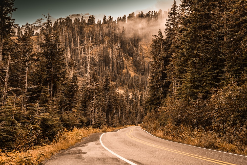 gray asphalt road between green trees under blue sky during daytime