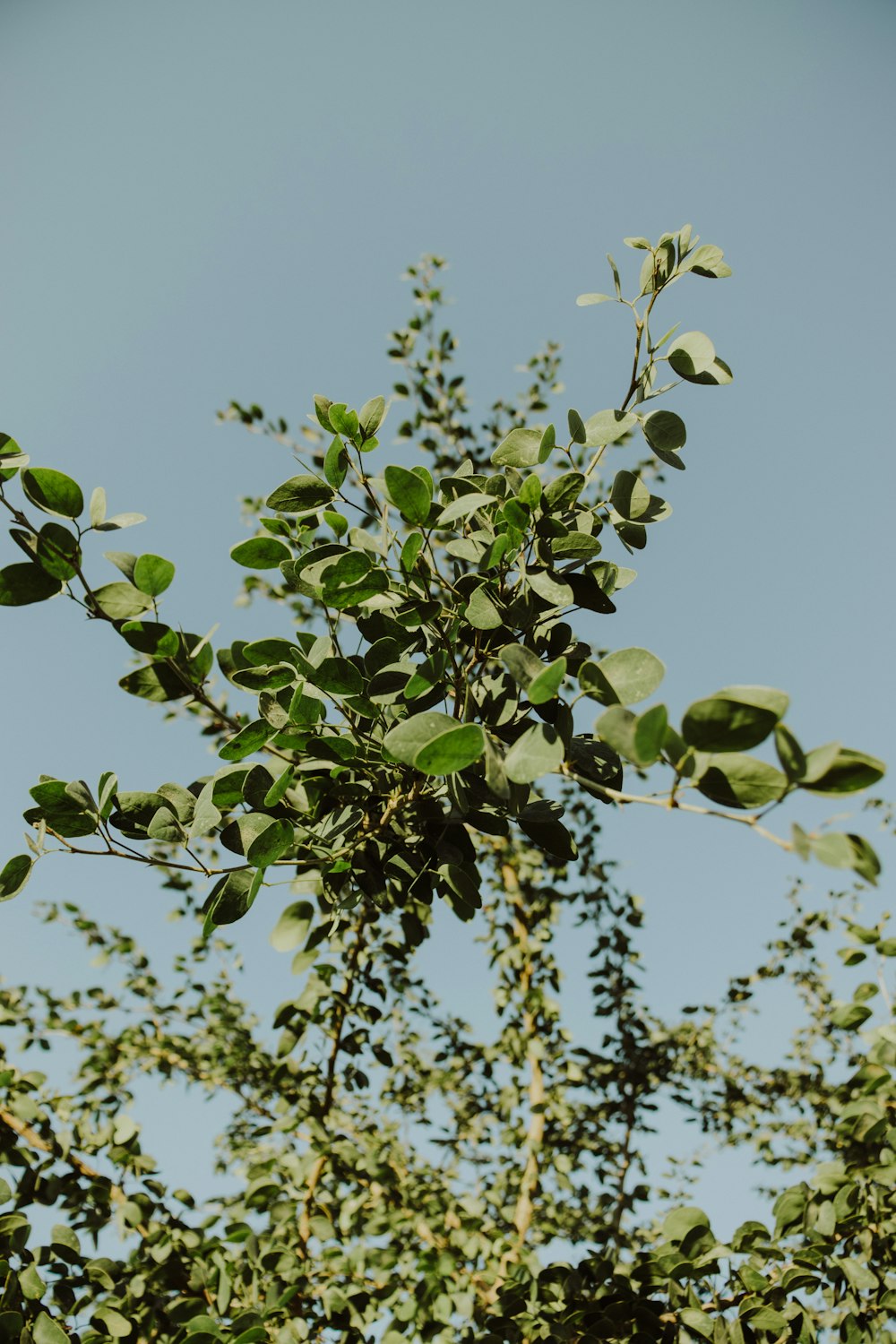 green leaves under white sky during daytime