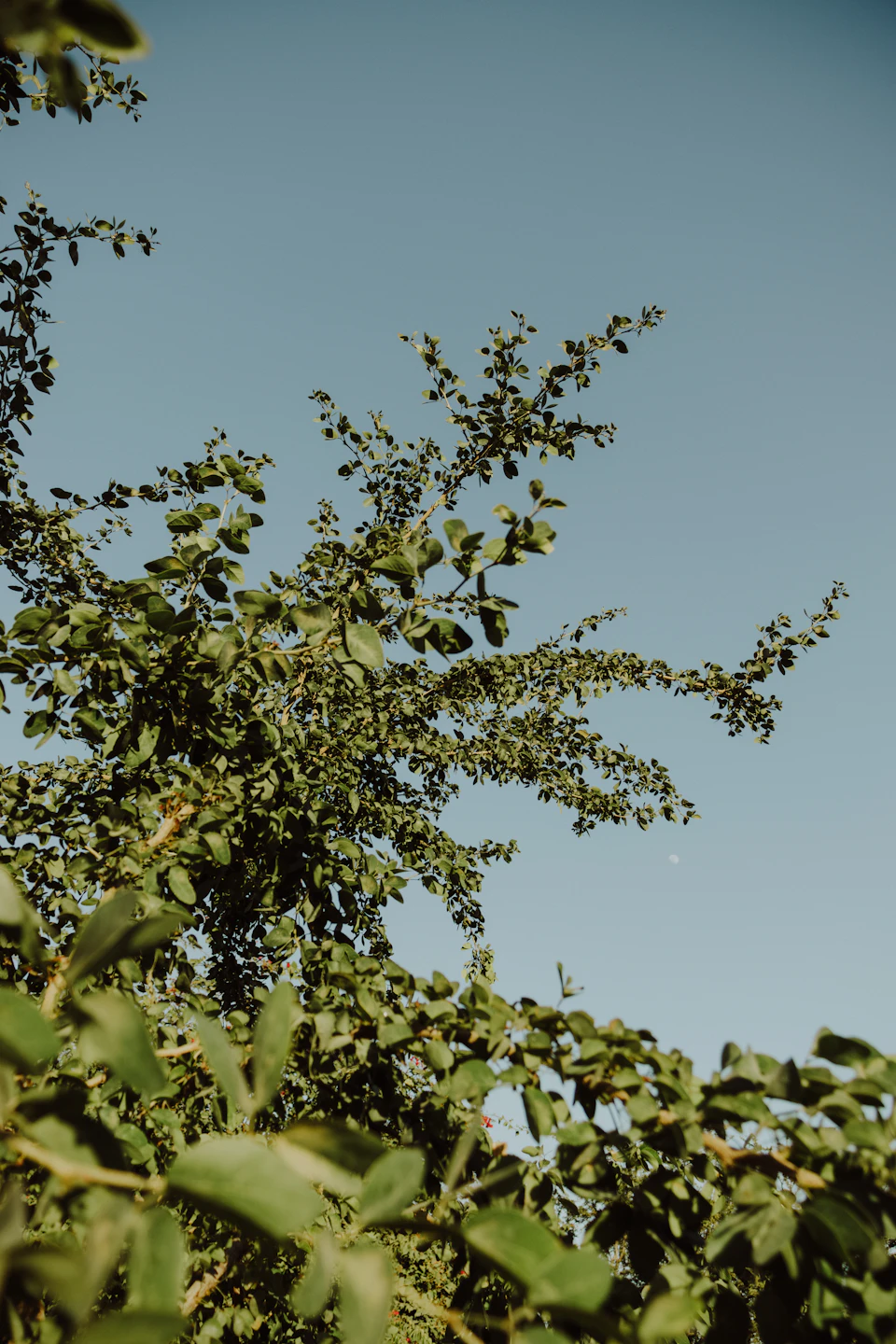 Tall tree stands against clear blue sky, its branches stretching upwards and outwards freely
