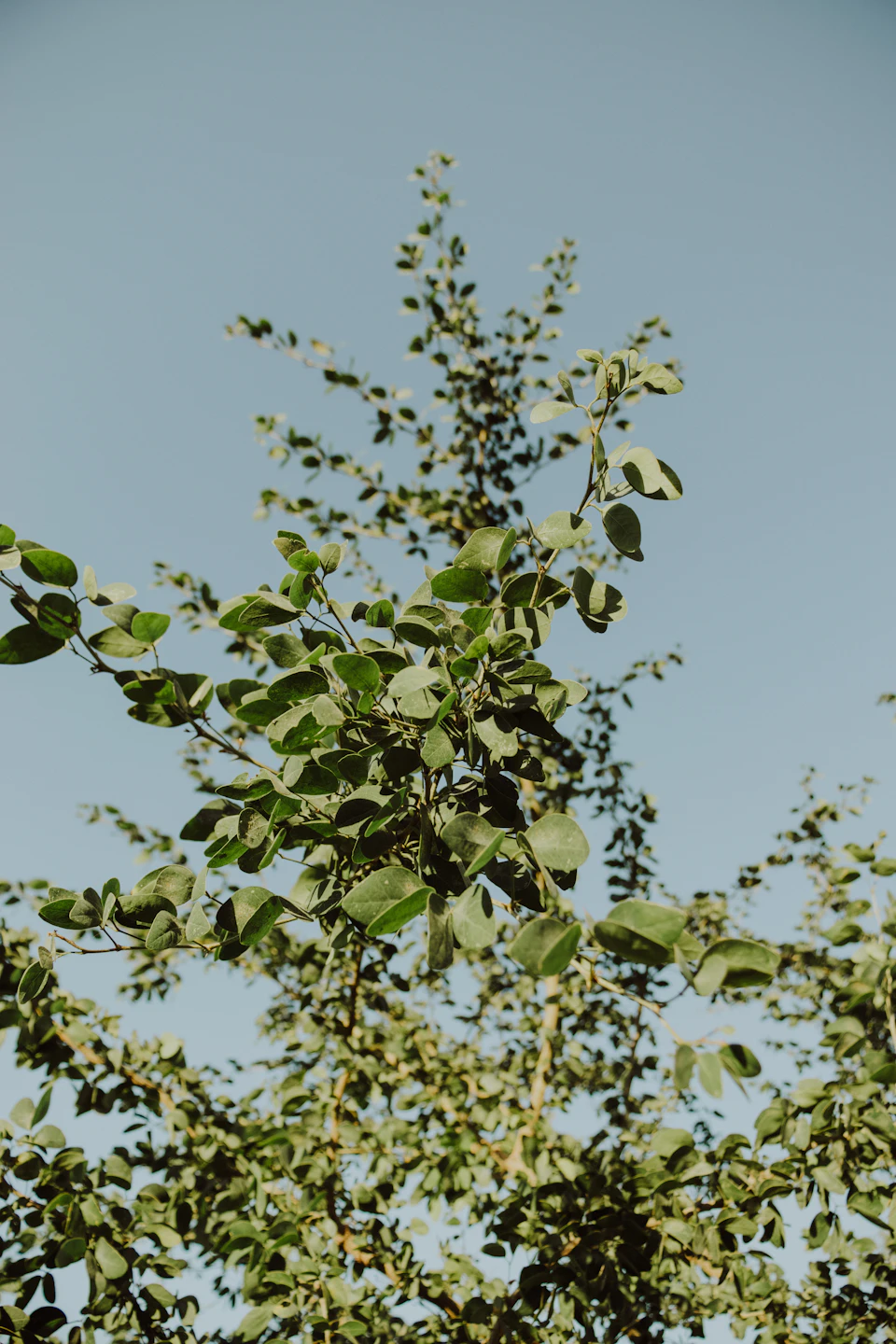 The image depicts a serene scene with a tall, thin tree standing against a clear blue sky. The tree is adorned with numerous green leaves that are spread out and reaching towards the sky. The perspective of the photo is from below, looking up at the tree, which gives it an imposing presence. The colors in the image are predominantly green for the leaves and brown for the branches, creating a harmonious balance between nature's elements.