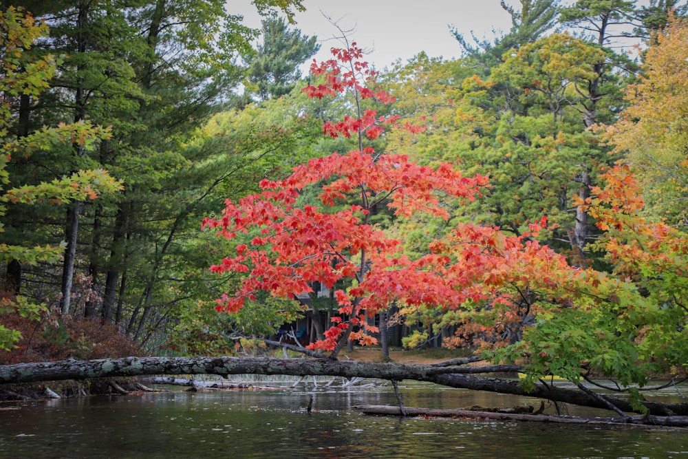 green and red trees beside river during daytime