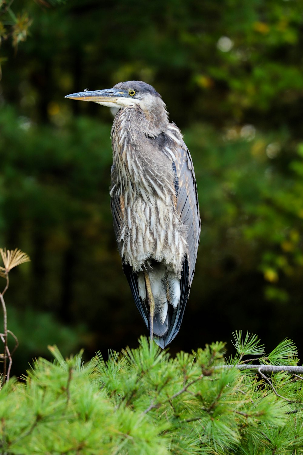 grey and black bird on green grass during daytime