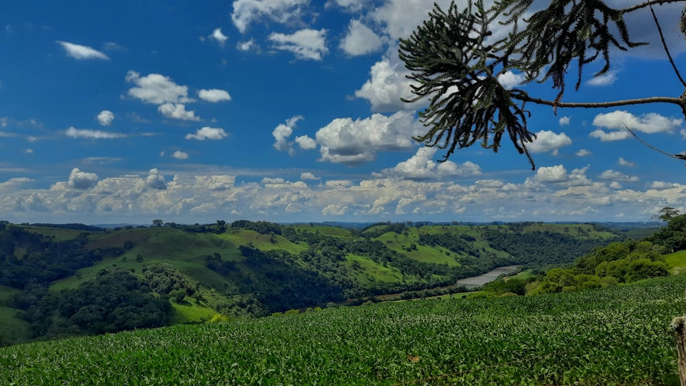 green tree on green grass field under blue sky and white clouds during daytime