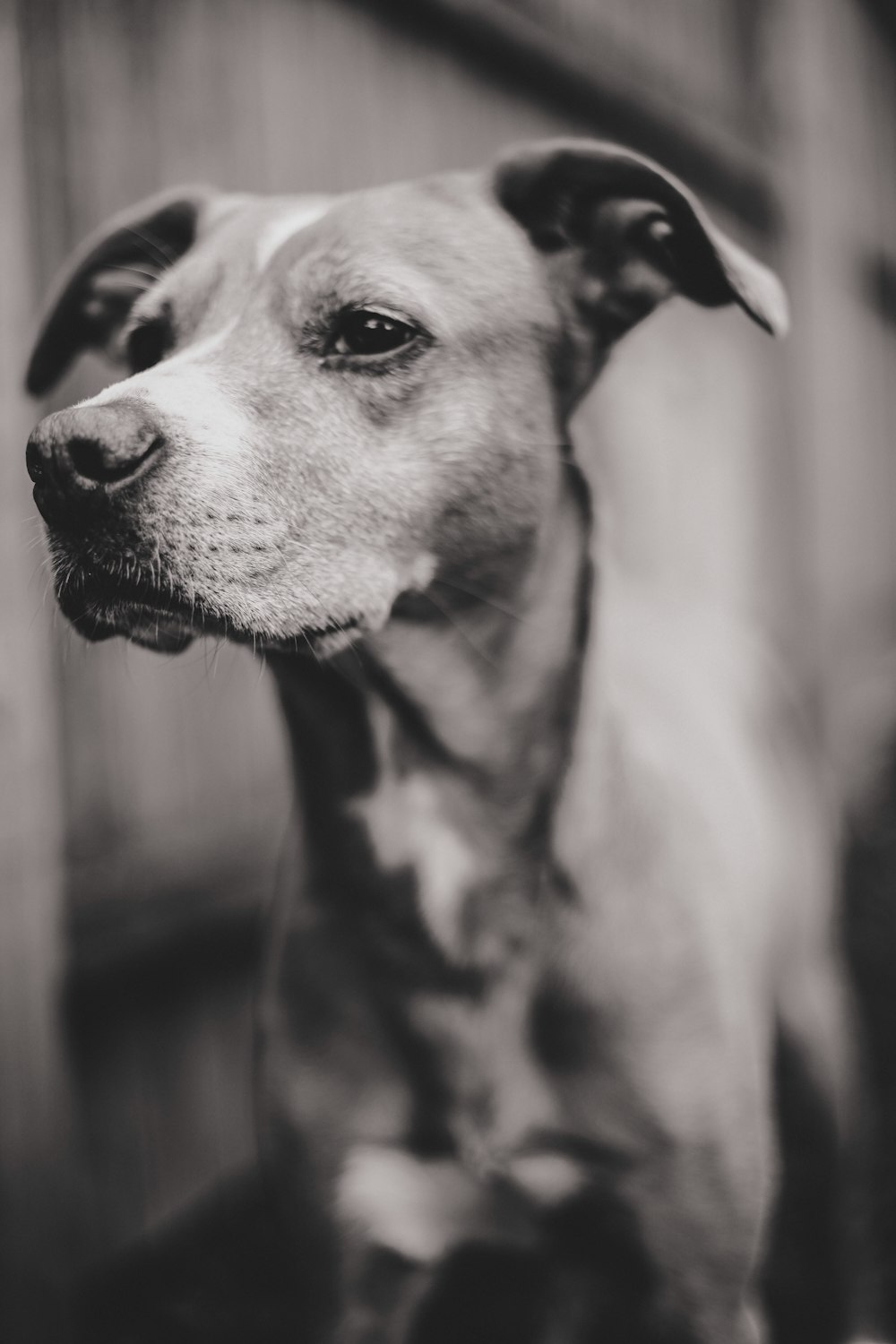 grayscale photo of short coated dog