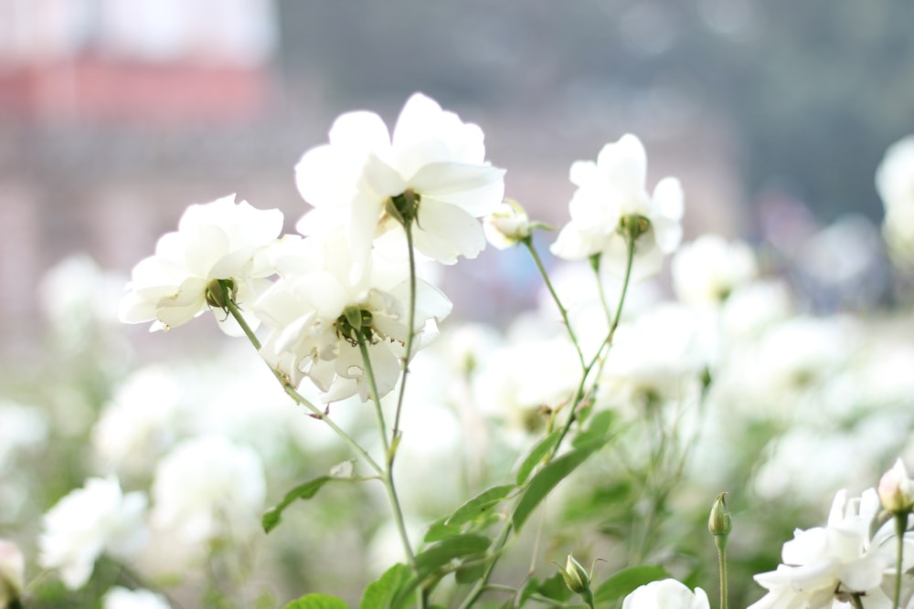 flores brancas com folhas verdes
