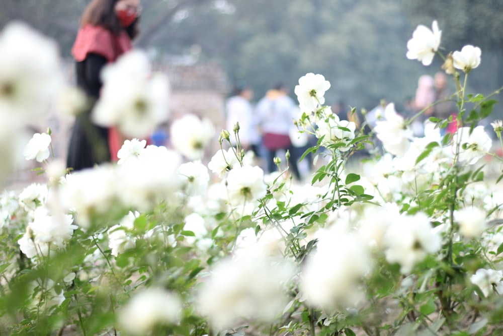 flores blancas con hojas verdes