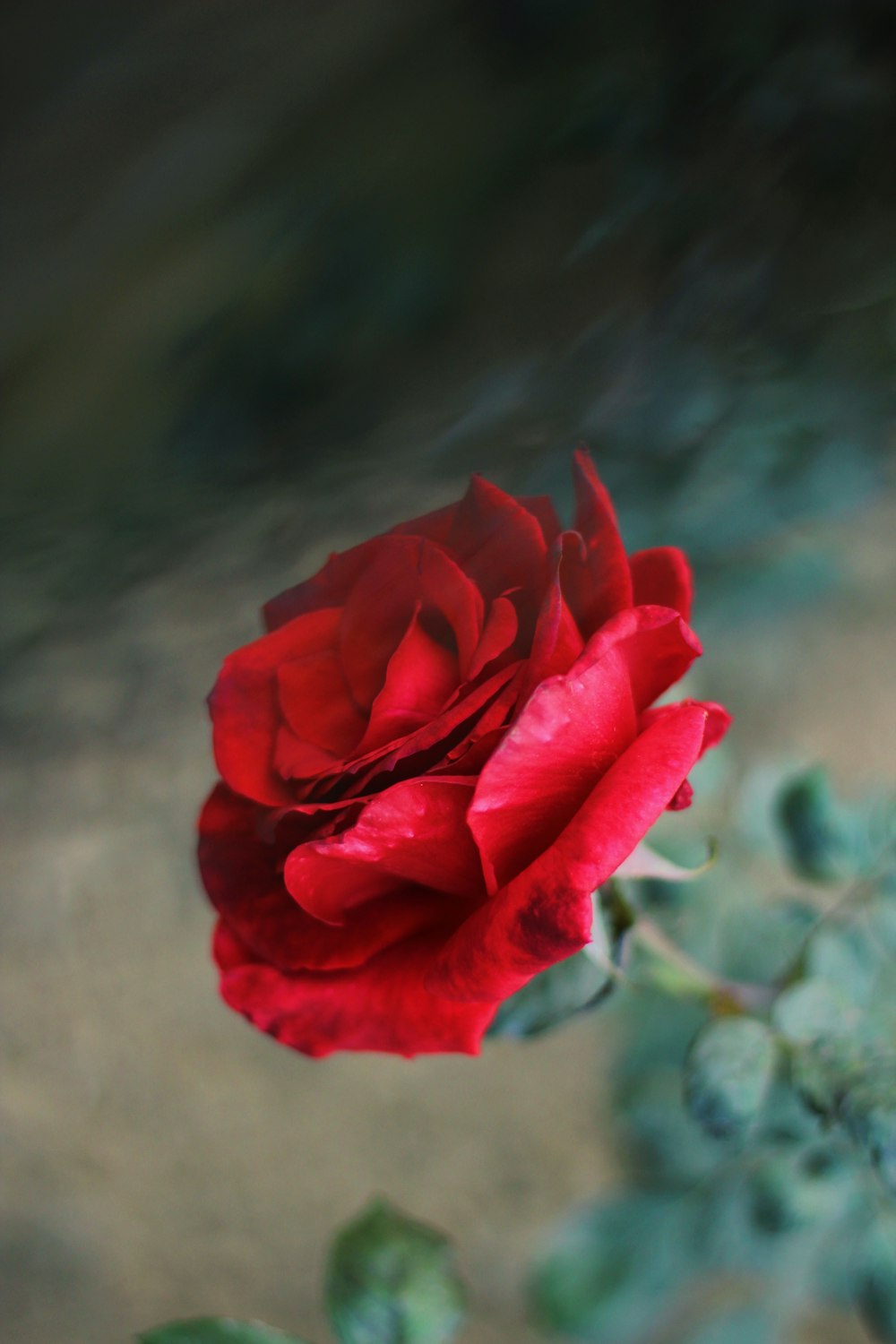 rosa roja en flor durante el día
