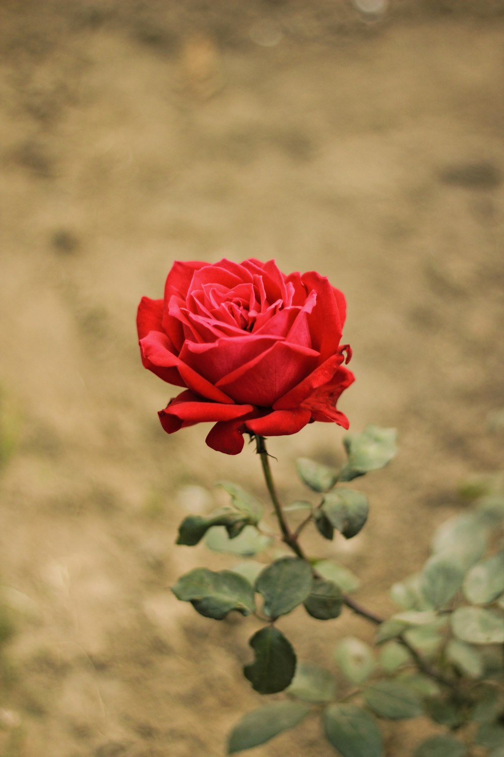 rosa roja en flor durante el día