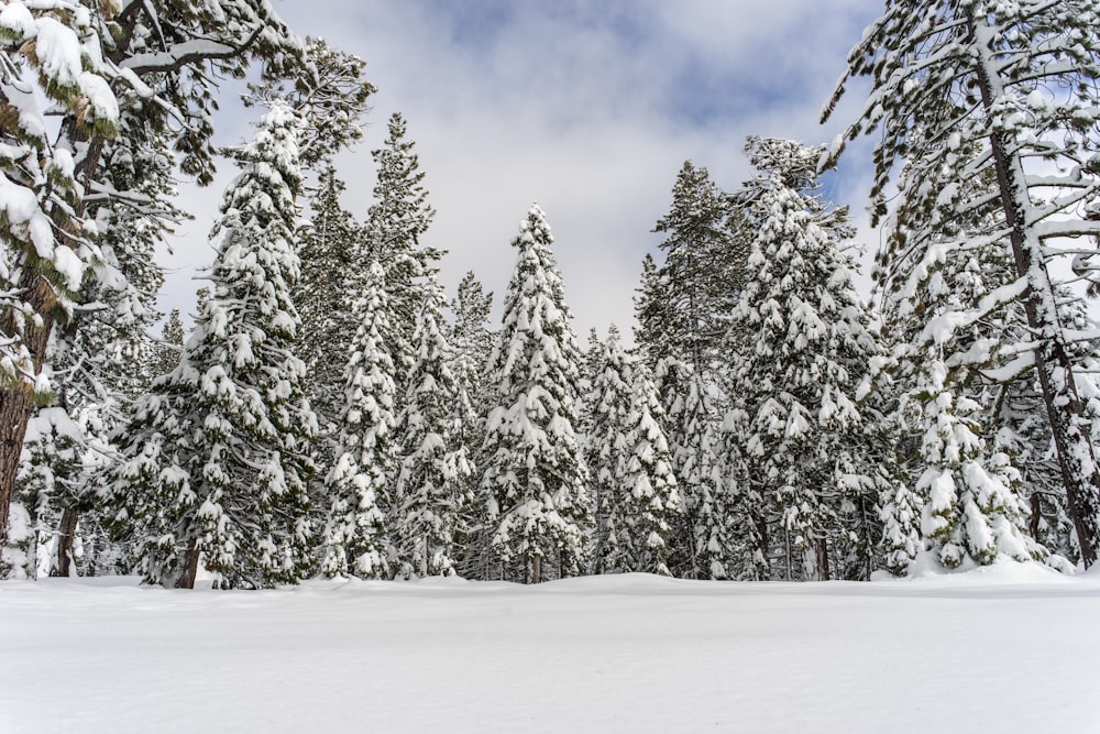 pinheiros cobertos de neve sob o céu azul durante o dia