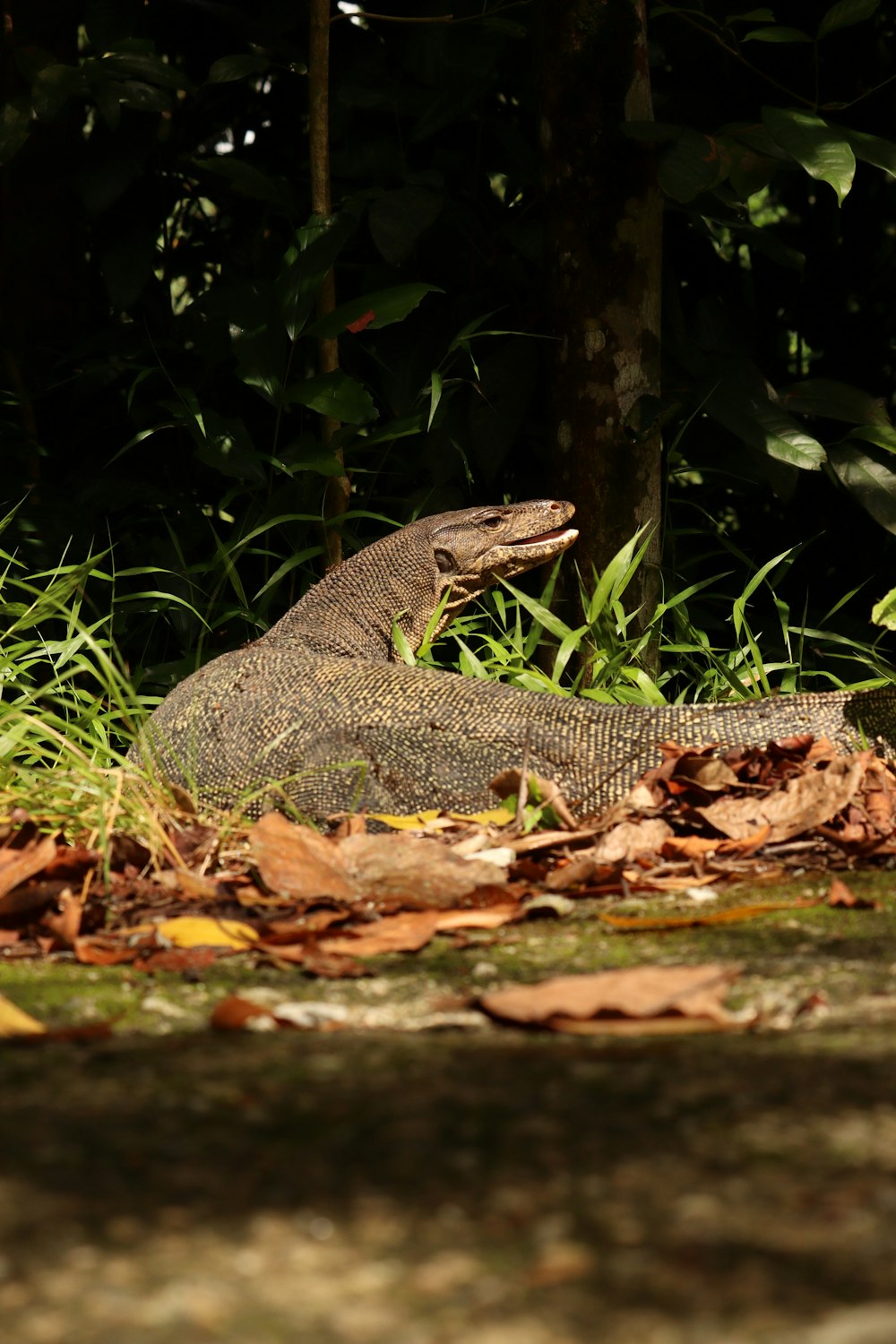 gray and black lizard on brown leaves