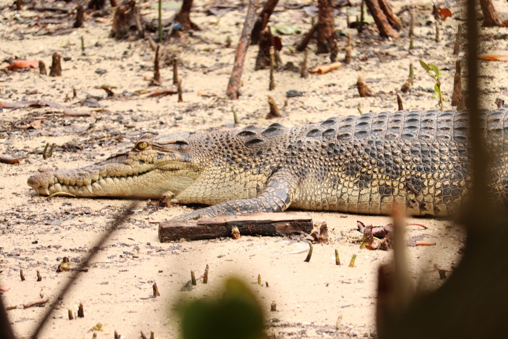 black and brown crocodile on brown ground during daytime