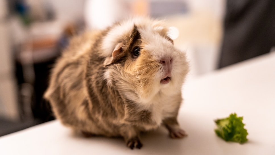 A close-up of a fluffy guinea pig nibbling on fresh green lettuce.