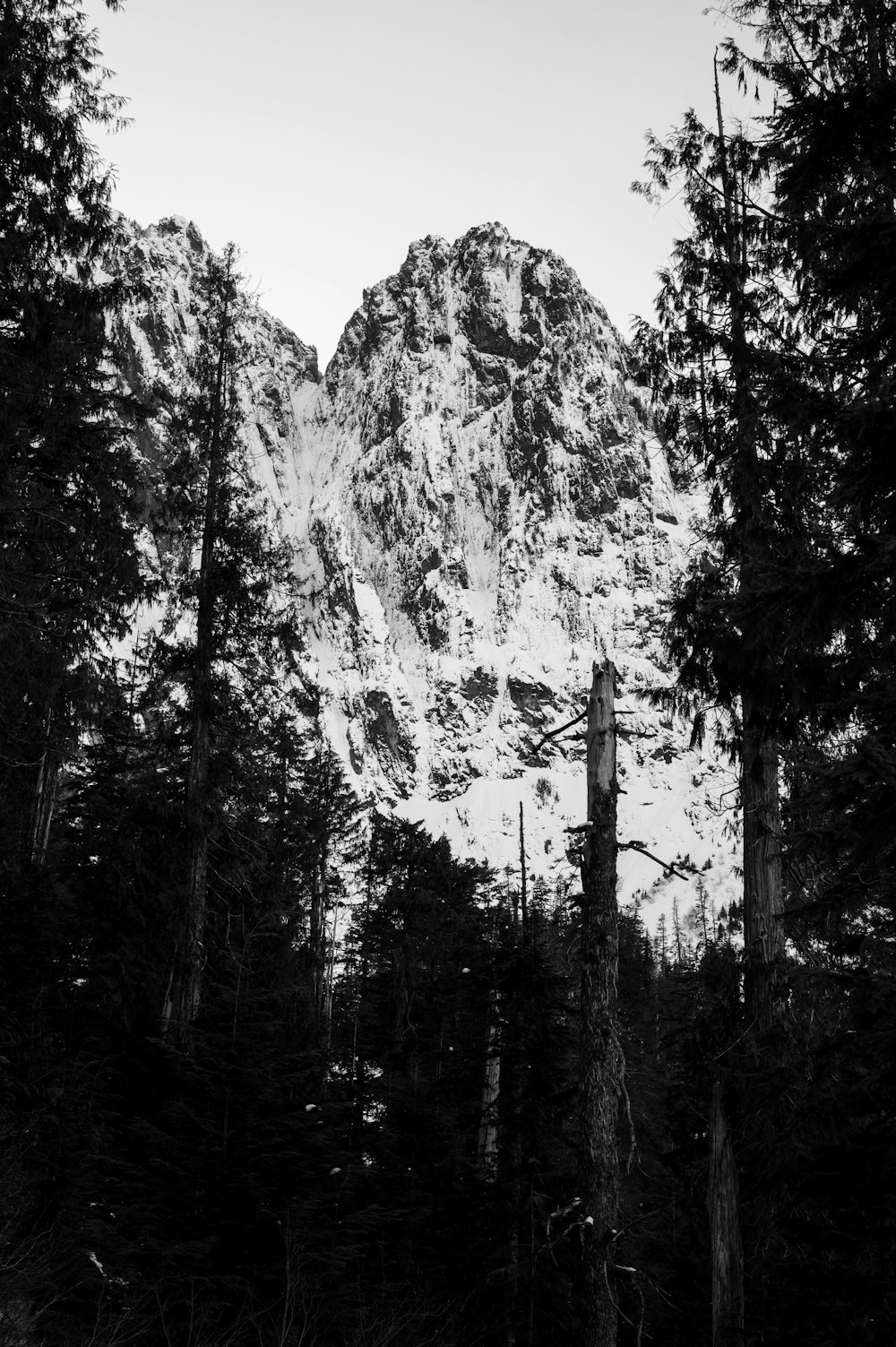 grayscale photo of trees and mountain